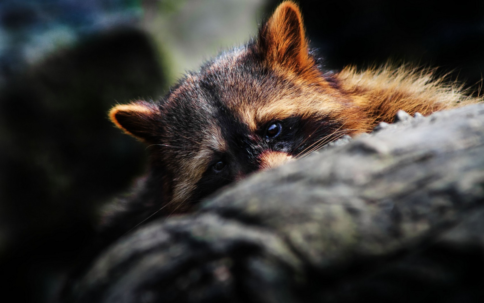 kucing, hewan, margasatwa, cambang, rakun, kucing garong, bunga, anak kucing, fauna, binatang menyusui, bertulang belakang, merapatkan, fotografi makro