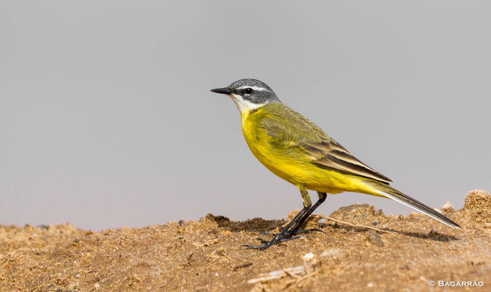ptactvo, zvěř, Příroda, žlutý, Volně žijících živočichů, zobák, Portugalsko, zvíře, pták, pěnkava, pozorování ptáků, vida, focení, motacillaflava, westernyellowwagtail, Skřivan, natureza, fauna, ptáček, p ssaro, Aves, naturephotography, ptáčník, influenza, prohlížení pták, obratlovců, p ssaros, biodiverzita, ornitologie, birdphotography, algarve, ornitologie, avifauna, animais, birdphotographer, wildlifephotography, birdphotographing, nocaptivitybirds, freebirds, faunaportuguesa, faunaib rica, iberianbirds, ornitologia, vidaanimal, observa odeaves, fotografiadeaves, fotografiadenatureza, naturephotographer, birdinginthewild, avianphotography, biodiversidade, Selvagem, birdsociety, birdsofportugal, birdsgallery, birds4all, birdloversalgarve, birdphotos, ALV olaamarela, lavanderaboyera, bergeronnetteprintani re, yellowwagtail, strnad zahradní