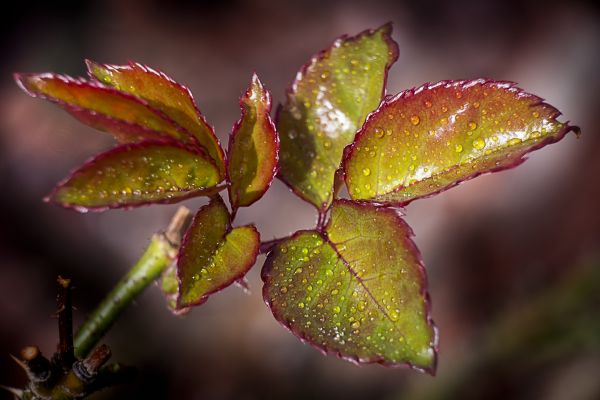 leaves, water, nature, photography, sunlight, red