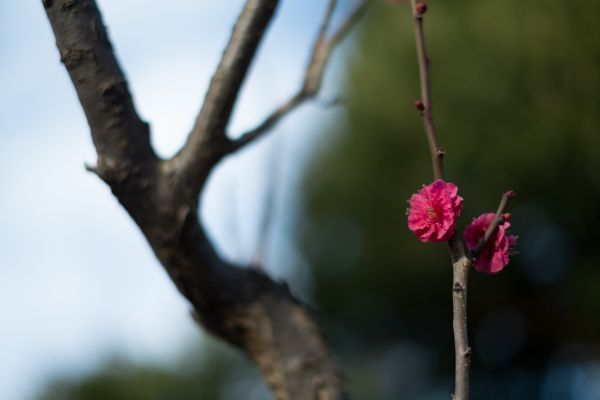 Japan,nature,branch,green,blossom,spring