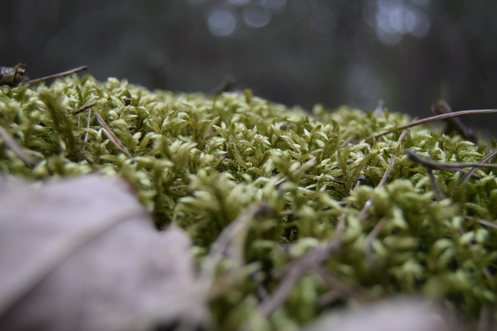 Bäume, Lebensmittel, Natur, Gras, Pflanzen, Moos, Grün, Kraut, Blatt, Blume, Pflanze, Flora, Ernte, produzieren, Landanlage, blühende Pflanze, Nahansicht, Makrofotografie, Grasfamilie