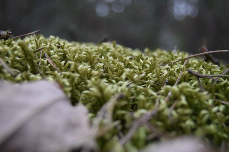 Árvores, natureza, grama, Plantas, Comida, musgo