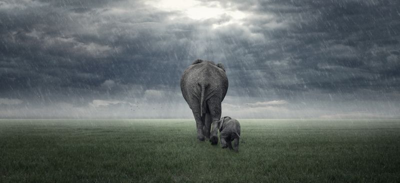 elephant,Kenya,baby,rain,clouds,infant