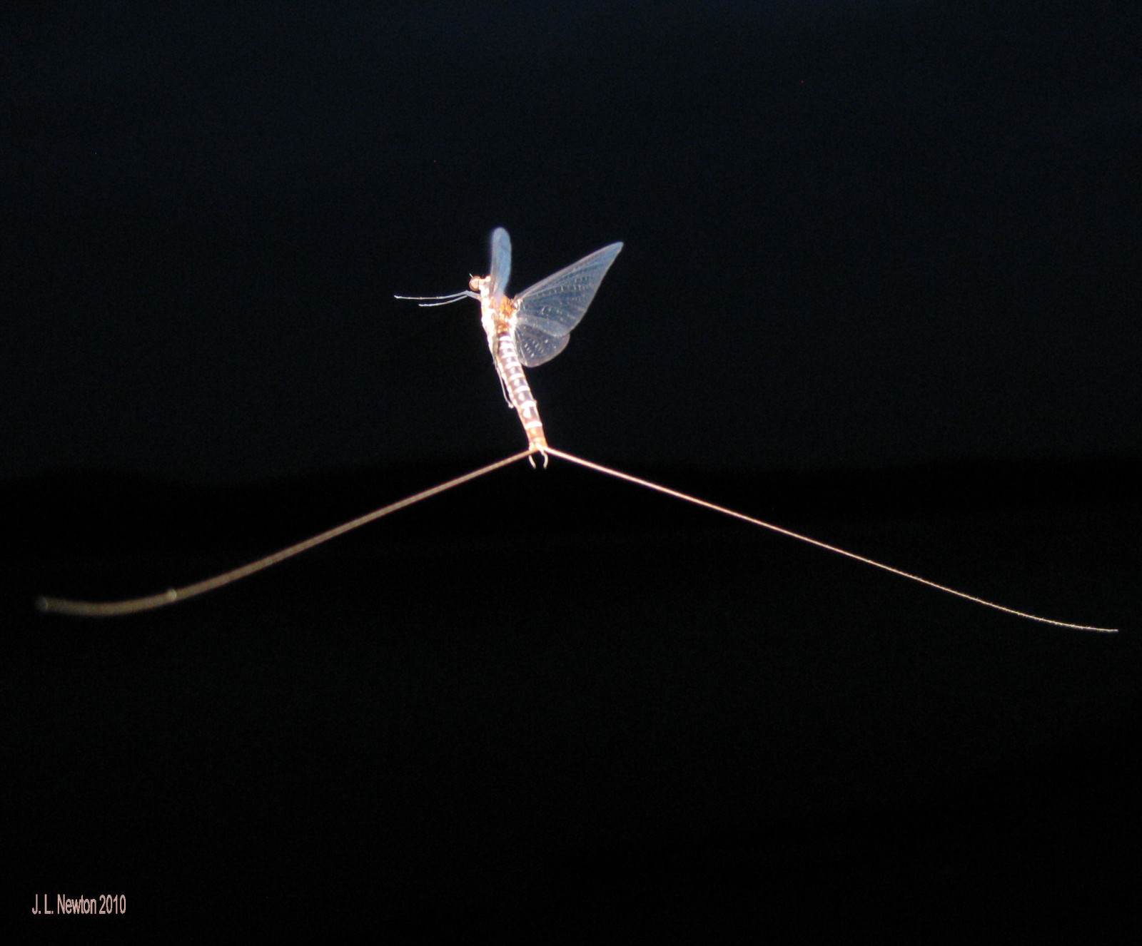 Wallpaper : white, black, nature, sky, angel, mantis, insect ...