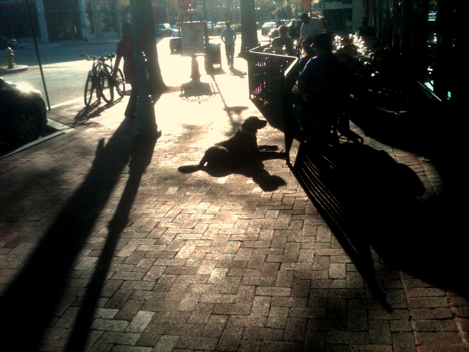 ดำ, ถนน, เงา, หมา, สหรัฐอเมริกา, อ้อย, กระแสตรง, วอชิงตัน, อเมริกา, สำรวจ, perro, hund, ความมืด, เชี่ยน, ภาพ, ภาพหน้าจอ, ombre, ol tusfotos