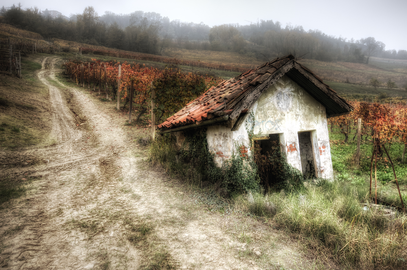vesnice, hospodařit, chata, divočina, 2013, chatrč, rodeos, strom, podzim, hora, sezóna, stezka, zemědělství, autunno, flickrsfinestimages1, bestcapturesaoi, nikond7100, flickrsfinestimages2, flickrsfinestimages3, vigne, jesuscmsfavoritesgallery, piemonte, kurtpeiserexcellence, robertodefilippi, venkov, místo výskytu, geologický fenomén, alwaysexcellent, Langhe, petitmusee