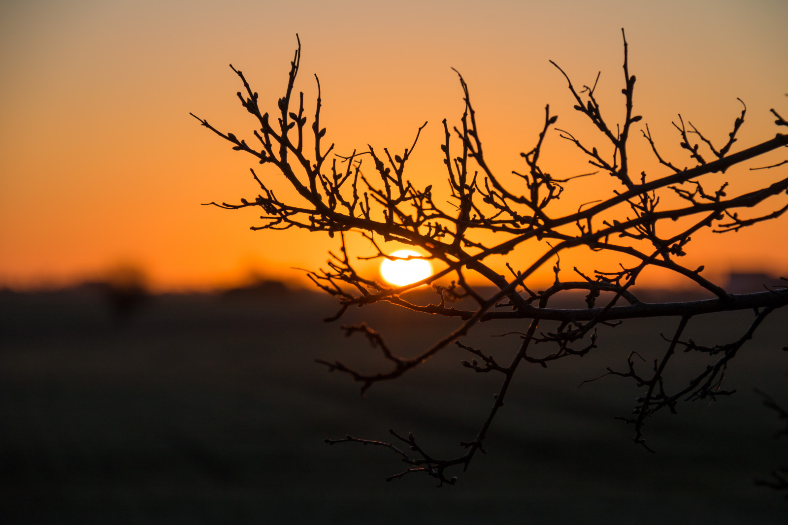 slunečnímu záření, krajina, západ slunce, Příroda, odraz, nebe, větev, svítání, večer, ráno, slunce, soumrak, slunce, strom, svítání, rostlina, nebe, tr d, venkov, landsbygd, soluppg ng, landskap, exif modelu canoneos760d, geocountry, Kamera aby kánon, geocity, Model fotoaparátu canoneos760d, geostate, geolocation, EXIF čočka efs18200mmf3556is, exif aby kánon, EXIF isospeed 100, exif focallength 110mm, EXIF otvor 71, soderslatt, atmosférický jev, odlesk, červená obloha v dopoledních hodinách