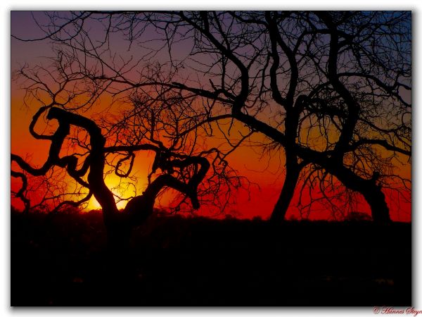 trees,nature,red,sky,illustration,sunset