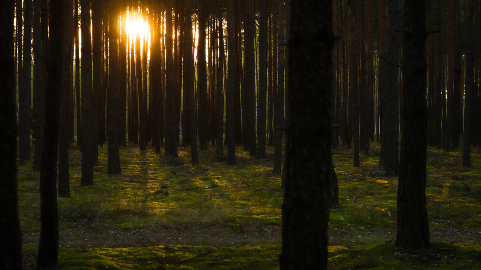 luce del sole, foresta, tramonto, natura, riflessione, ramo, verde, mattina, nebbia, Nikon, natura selvaggia, leggero, albero, NIKKOR, 50 millimetri, autunno, foglia, pianta, stagione, oscurità, d90, bosco, habitat, ambiente naturale, fenomeno atmosferico, pianta legnosa, caratteristica geografica, ecosistema, temperata foresta di conifere