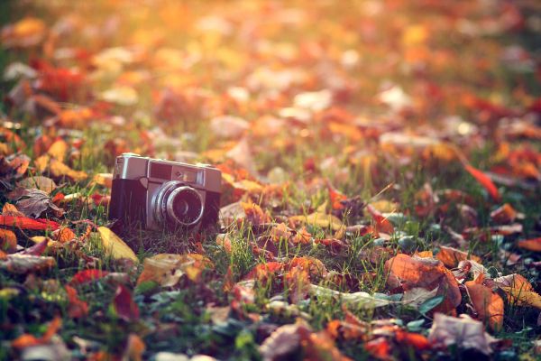 Mini,camera,key chain,grass,leaves,autumn