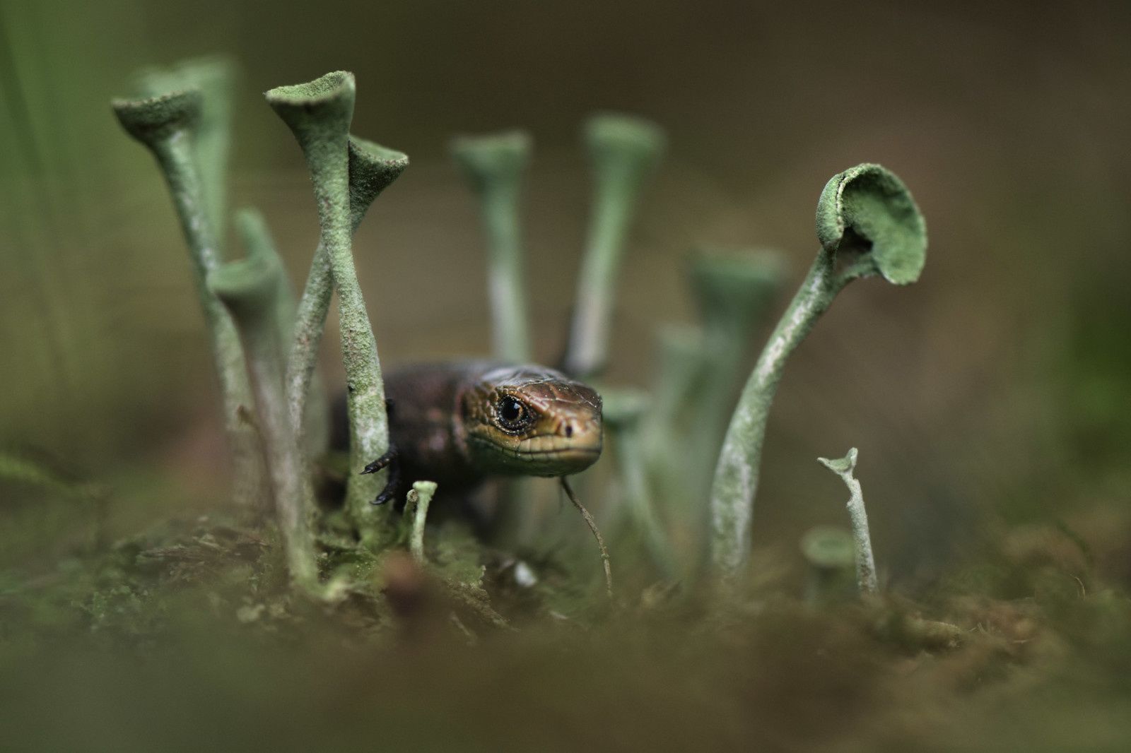 zvěř, ještěři, plaz, plazi, venku, hloubka pole, bokeh