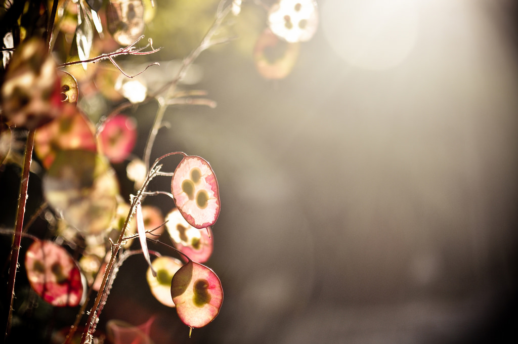 slunečnímu záření, západ slunce, zahrada, Příroda, větev, Nikon, květ, bokeh, růžový, jaro, 35MM, Lightroom, zadní dvorek, světlo, strom, primární, květ, rostlina, zlatá hodina, flóra, sunflare, okvětní lístek, project365, d90, nikond90, lensflare, větvička, počítač tapeta, zblízka, makro fotografie, závod stonek, seedheads, finále, rok 4, editedinlightroom, nikkor35mm, zadní zahrada, endoftheline, poctivost, Seedpods, Tajné rostliny, vyvrcholení, Day365, Den1461, 30062014