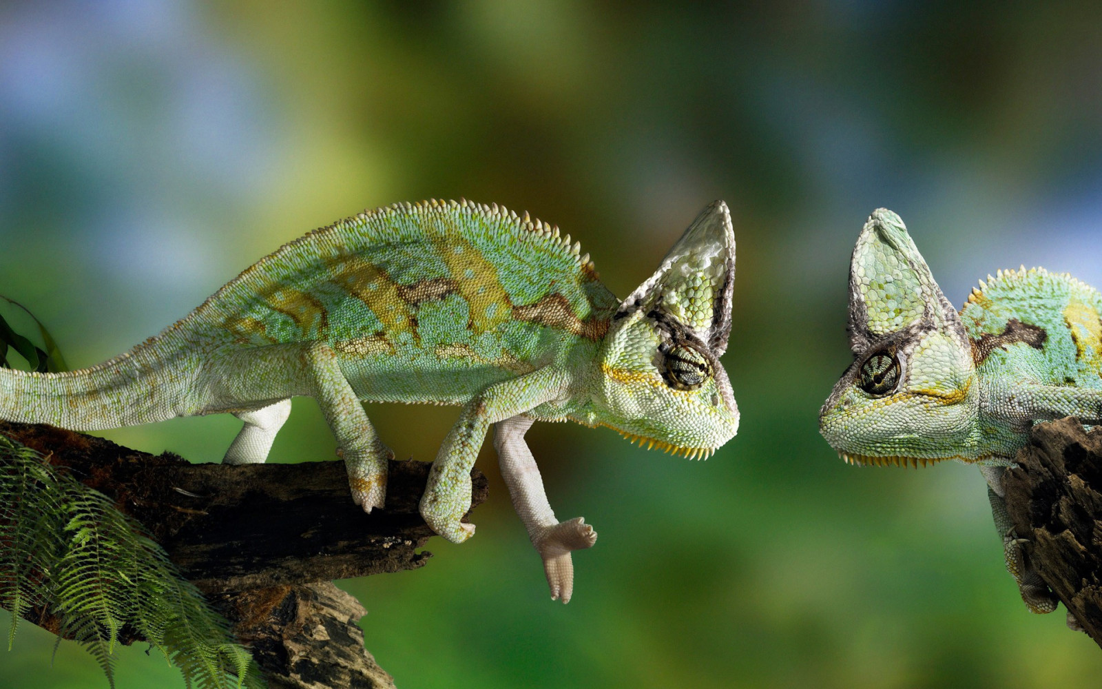 Wallpaper basilisk, reptile, couple, branch 1920x1200 CoolWallpapers 659018 HD