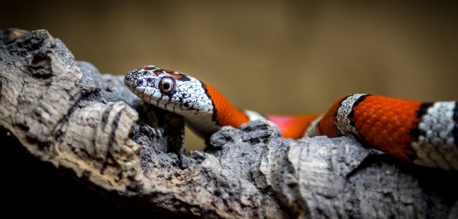 Wallpaper scaled reptile, vertebrate, snake, serpent, close up, kingsnake, organism