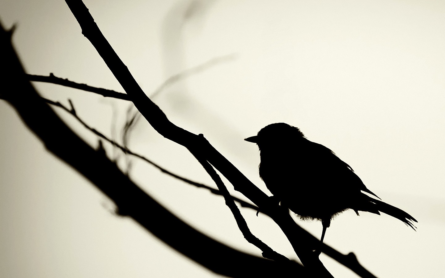 czarny, Ptaki, monochromia, sylwetka, gałąź, Gałązki, dziób, ptak, skrzydło, fauna, czarny i biały, Monochromatyczna fotografia, Perching ptak, kręgowiec