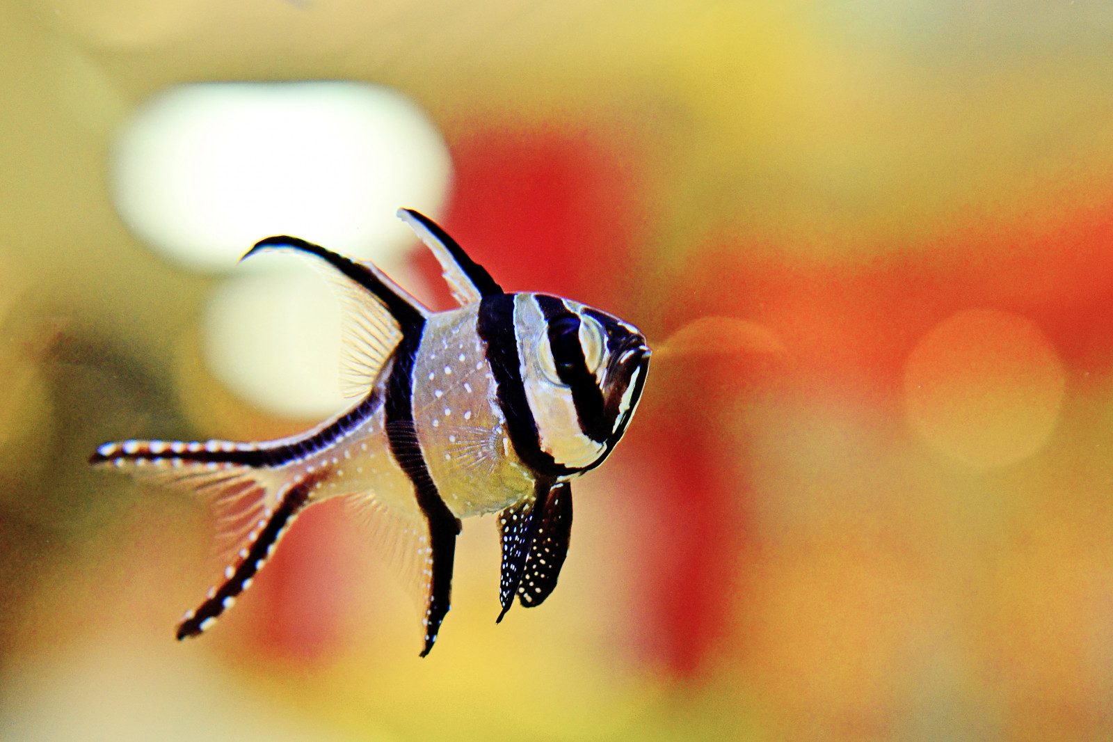 Ryba, makro, zvíře, zvěř, Japonsko, detailní, náměstí, 50mm, fotografie, Nikon, momentka, červenec, prasknutí, mc, fotografie, Yokohama, NIKKOR, Kanagawa, AFS, tropická ryba, období dešťů, Tokyu, 2014, Aobadai, 7, Kenko, NO3, banggaicardinalfish, denentoshiline, aobaward, animalphoto, kanagawaprefecture, yokohamacity, aobadaistation, f18g, D5100, nikonafsnikkor50mmf18g