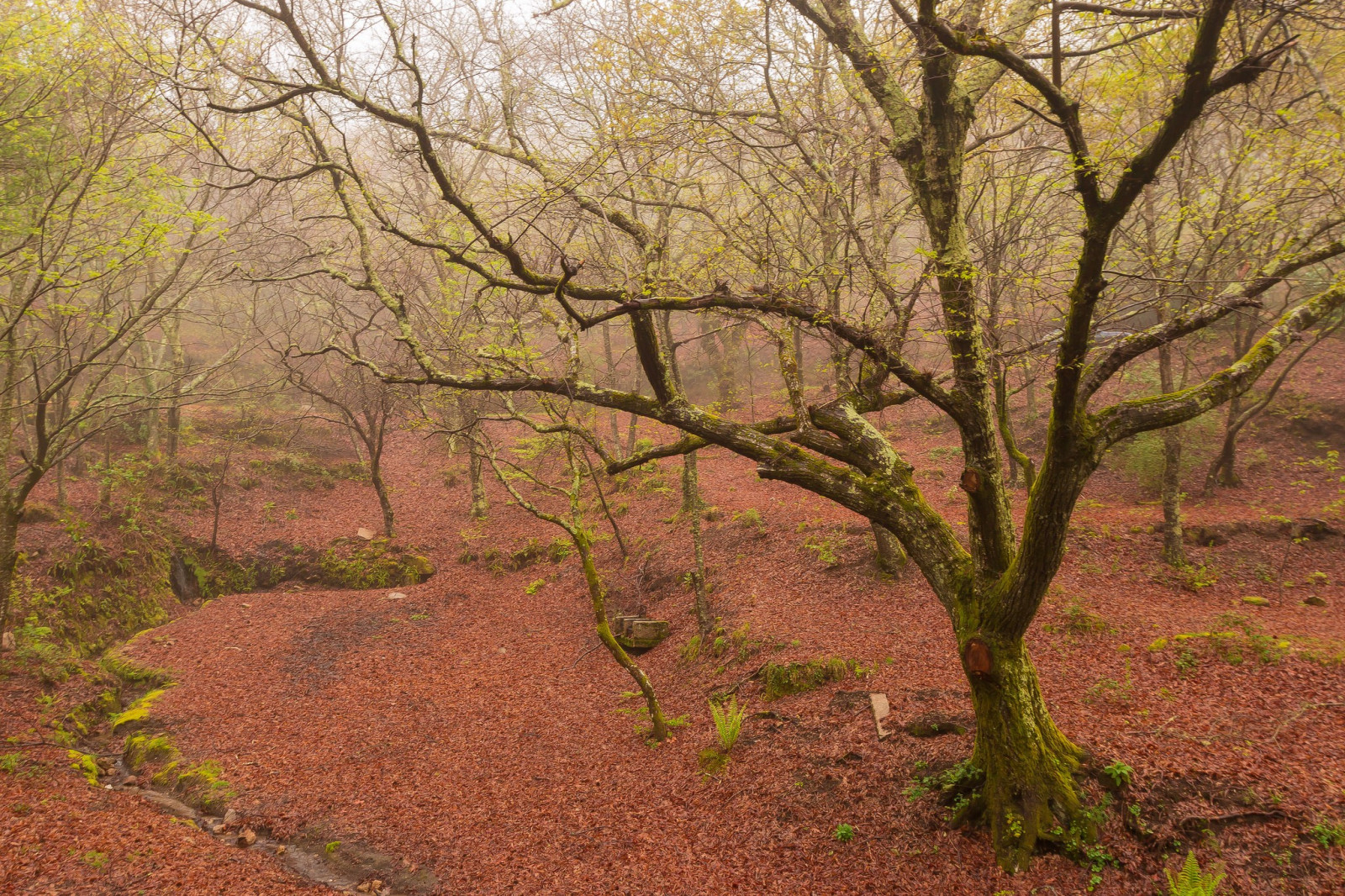 Bäume, Landschaft, Wald, Natur, Ast, blühen, Baum, Herbst, Blatt, Blume, Pflanze, Jahreszeit, Flora, Weg, Wald, Boden, Holzige Pflanze, Ökosystem, Strauch, Abscheulich