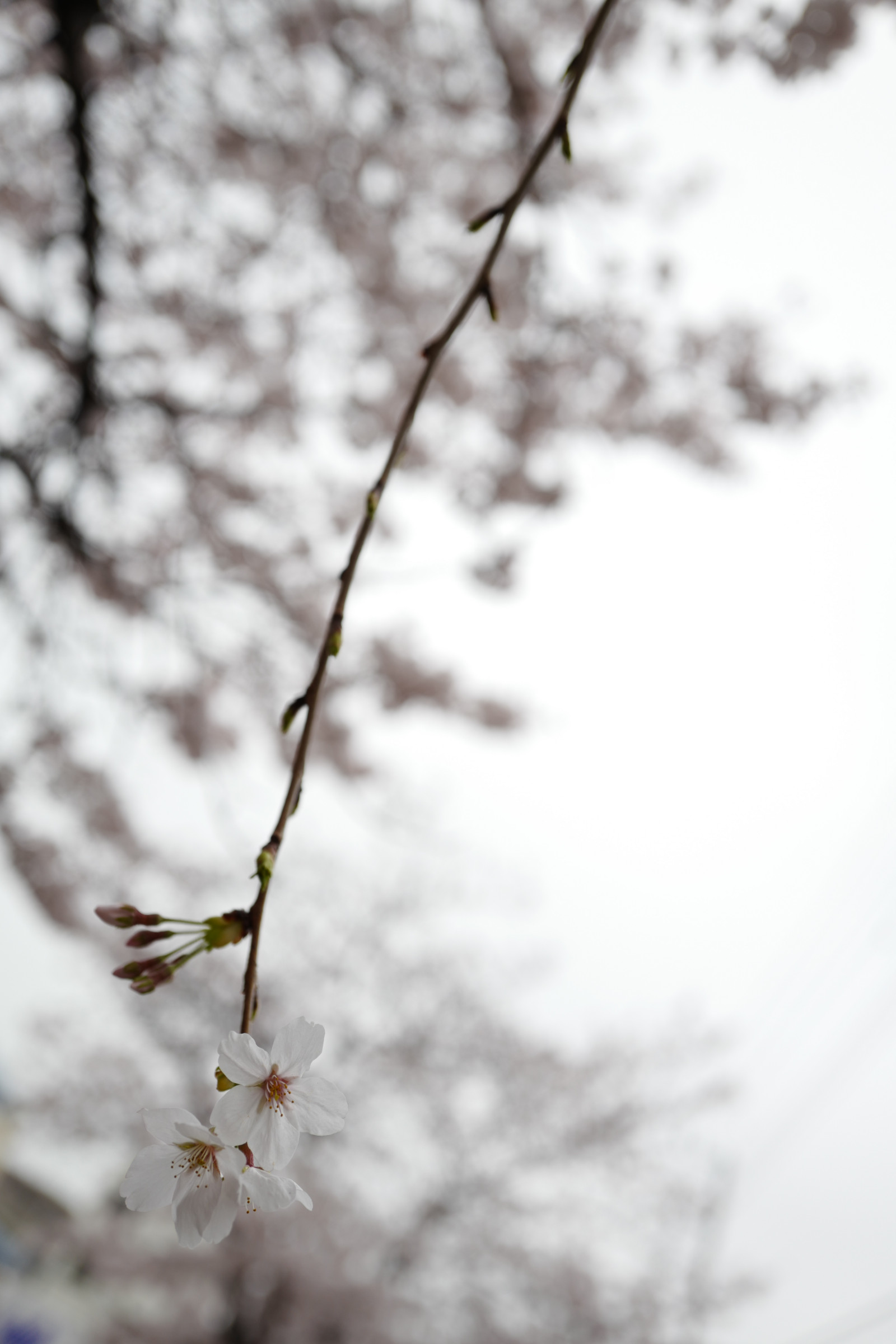 Japonsko, černobílý, sníh, zima, větev, mráz, Třešňový květ, květ, jaro, Leica, Tokio, zmrazení, jp, strom, list, květ, počasí, rostlina, sezóna, třešeň, sakura, flóra, Ikegami, ota, summilux, leicaq, summilux1728, q, 1728, třešňové květy, větvička, Černý a bílý, monochromatické fotografování, dřevina