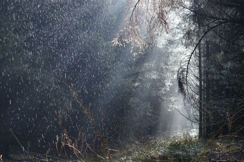 rain,Sun,forest,sunshine,woods,trees