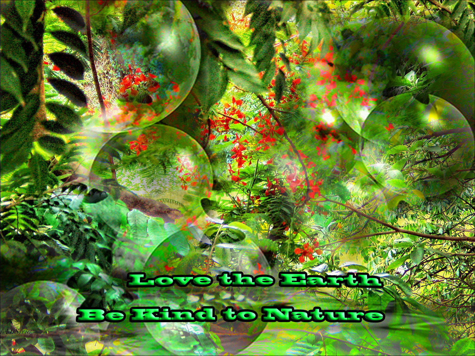 les, Příroda, tráva, rostliny, Země, větev, zelená, textura, džungle, Brazílie, deštný prales, exotický, Evergreen, 2016, UMĚNÍ, strom, list, rostlina, fotografie, flóra, digitální, vegetace, awardtree, netartii, artdigital, fraktální umění, biome, keř, sotn, organismus, cleide, PS6, Serenety, Flowerycorner