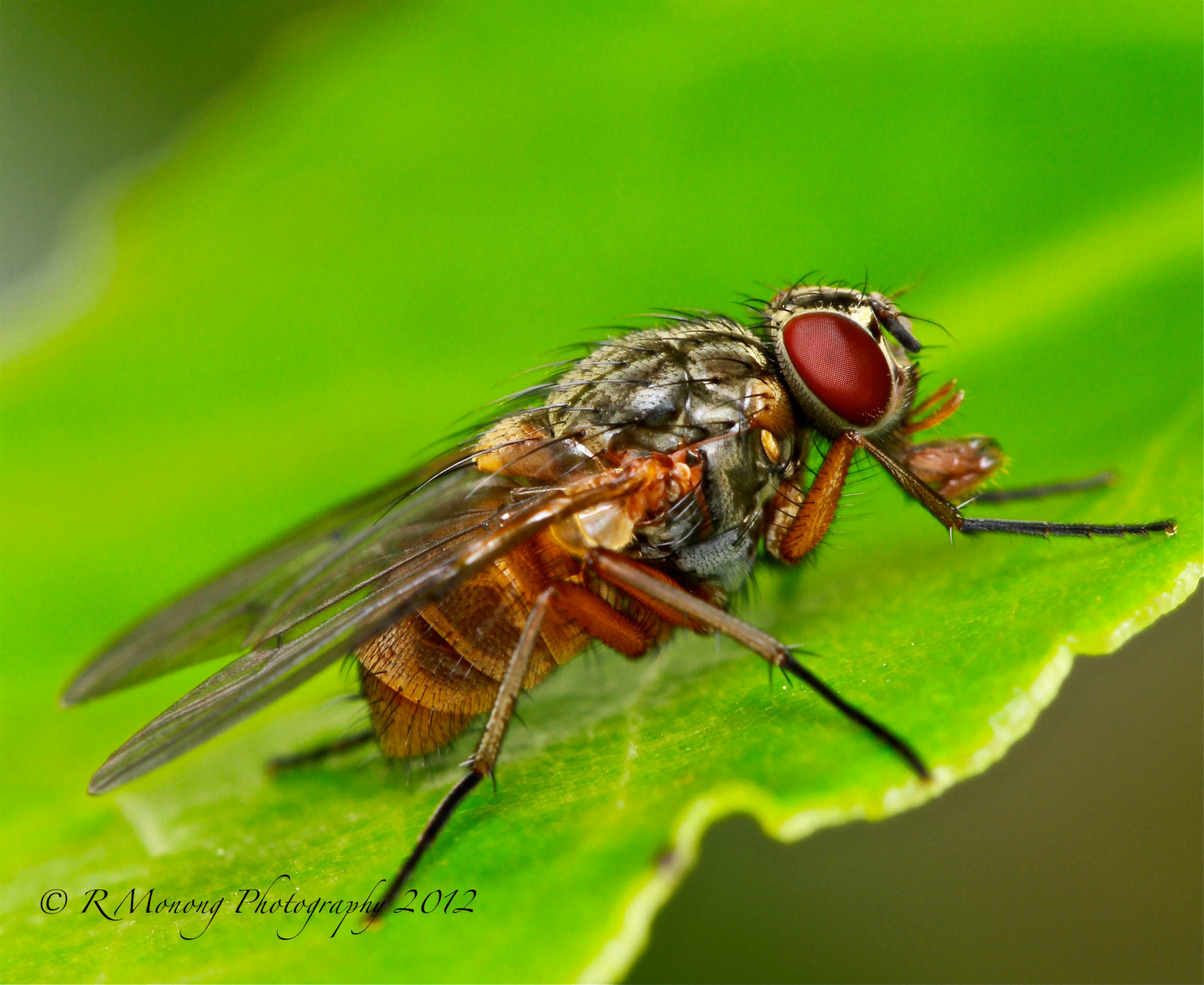 Wallpaper : red, orange, macro, green, London, closeup, insect, Fly ...