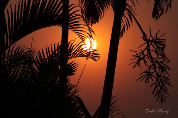 sunset,sky,silhouette,branch,sunrise,evening