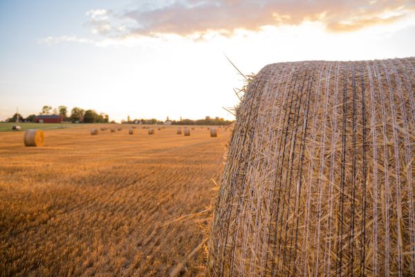 landscape, food, sky, field, straw, sunset
