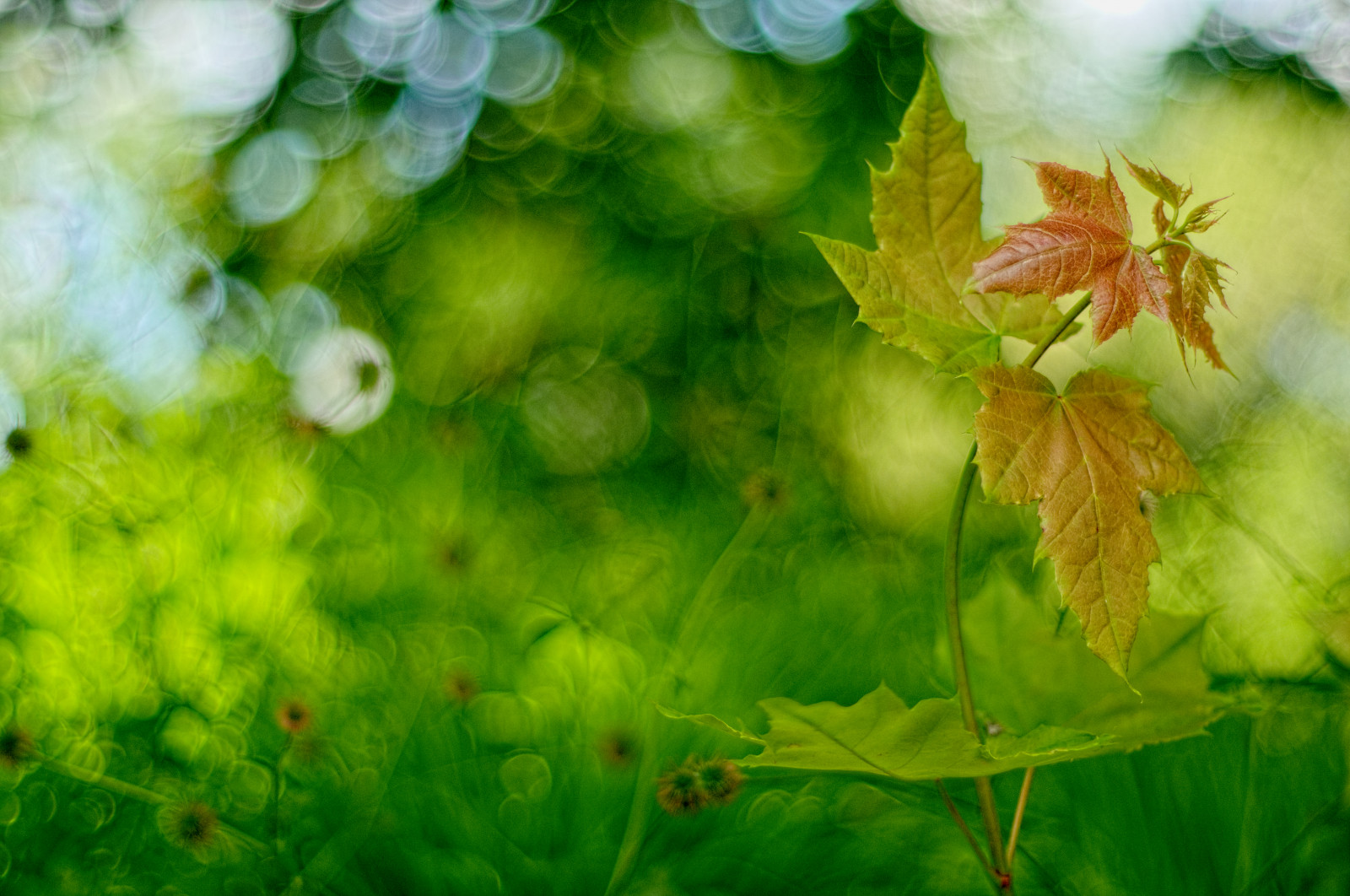 sollys, natur, afdeling, grøn, blomst, Fujifilm, Lviv, CZ, træ, efterår, blad, blomst, plante, flora, Zeiss, fuji, eng, plane, CONTAX, manualfocus, botanik, jord plante, blomstrende plante, tæt på, makrofotografering, stængelplante, cy, cymount, 1450
