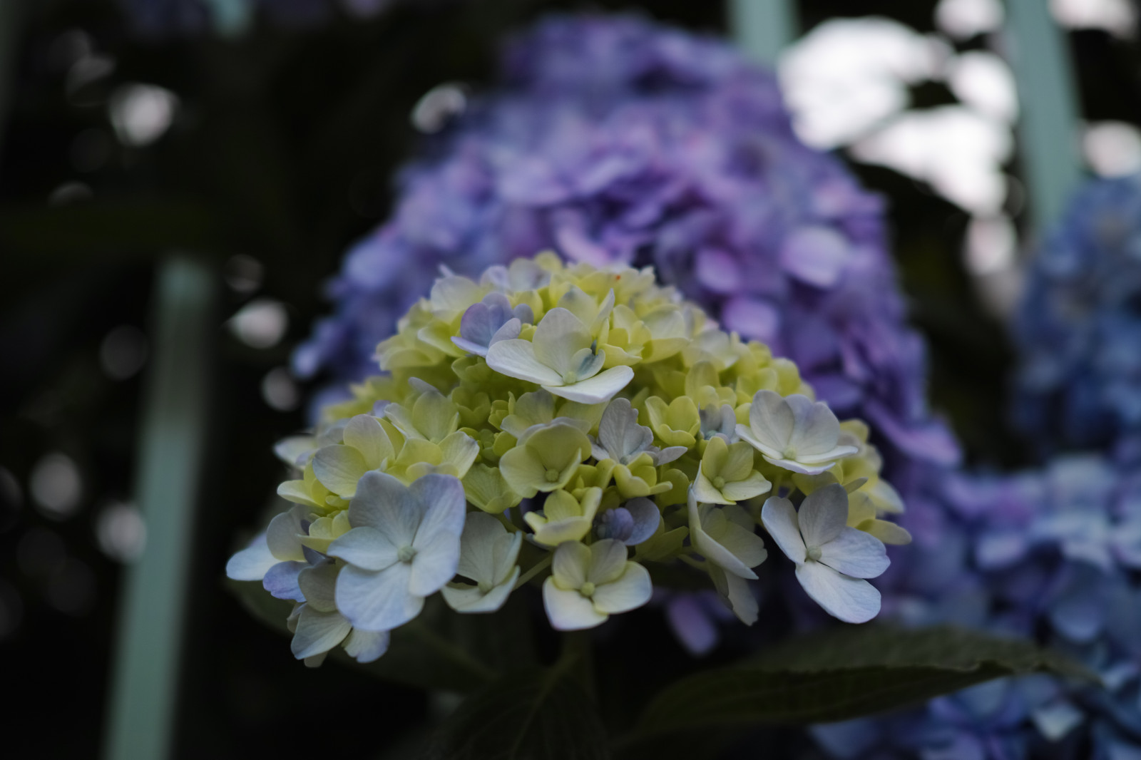 สีน้ำเงิน, เบ่งบาน, Quattro, ฤดูใบไม้ผลิ, โตเกียว, ไฮเดรนเยีย, ดอกไม้, ปลูก, พืช, กลีบดอก, sigma, DP, dp2, dp2quattro, dp2q, พฤกษศาสตร์, โรงงานที่ดิน, พืชดอก, Hydrangeaceae, การถ่ายภาพมาโคร, cornales