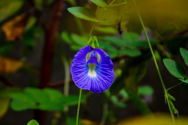nature,Butterfly pea,blue,plants,bokeh,flowers