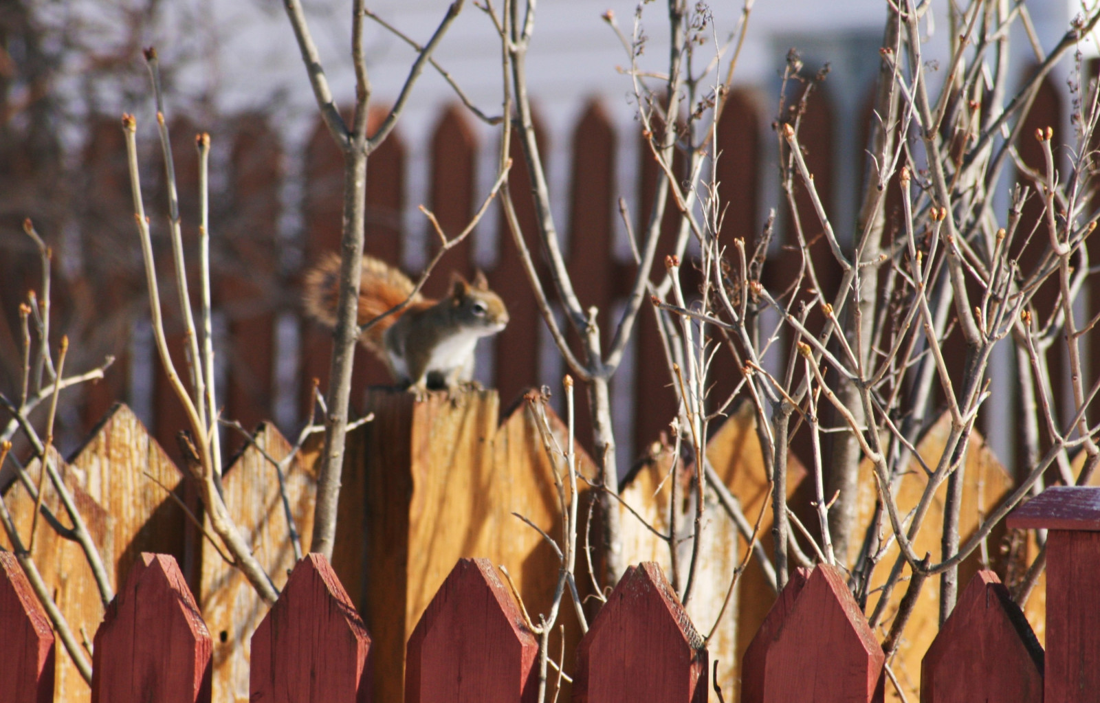 ไม้, ต้นไม้, ฤดูหนาว, แสงแดด, ธรรมชาติ, สัตว์, รั้ว, ออกแบบ, ขนยาว, กระรอก, dof, bokeh, รูปแบบ, สาขา, หาง, natura, เลเยอร์, เพียงผู้เดียว, mygarden, Luce, Sepa, wintersquirrelinsunlight