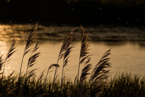 sunlight,sunset,nature,grass,sky,reflection