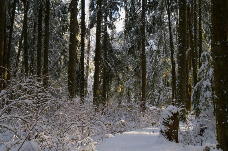 slunečnímu záření, stromy, krajina, bílý, voda, les slunečnímu záření, stromy, krajina, bílý, voda, les