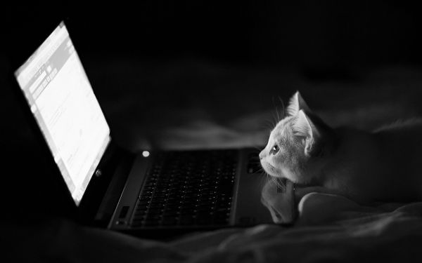 1920x1200 px,animal,cat,cute