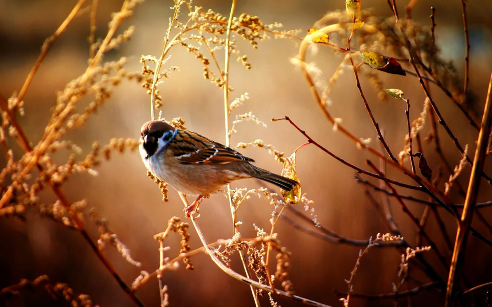 Sonnenlicht, Vögel, Tiere, Natur, Betrachtung, Winter, Fotografie, Ast, Morgen, Tierwelt, Frühling, Spatz, Licht, Herbst, Blume, Vogel, Jahreszeit, Flora, Fauna, Hockende vogel, Nahansicht, Makrofotografie