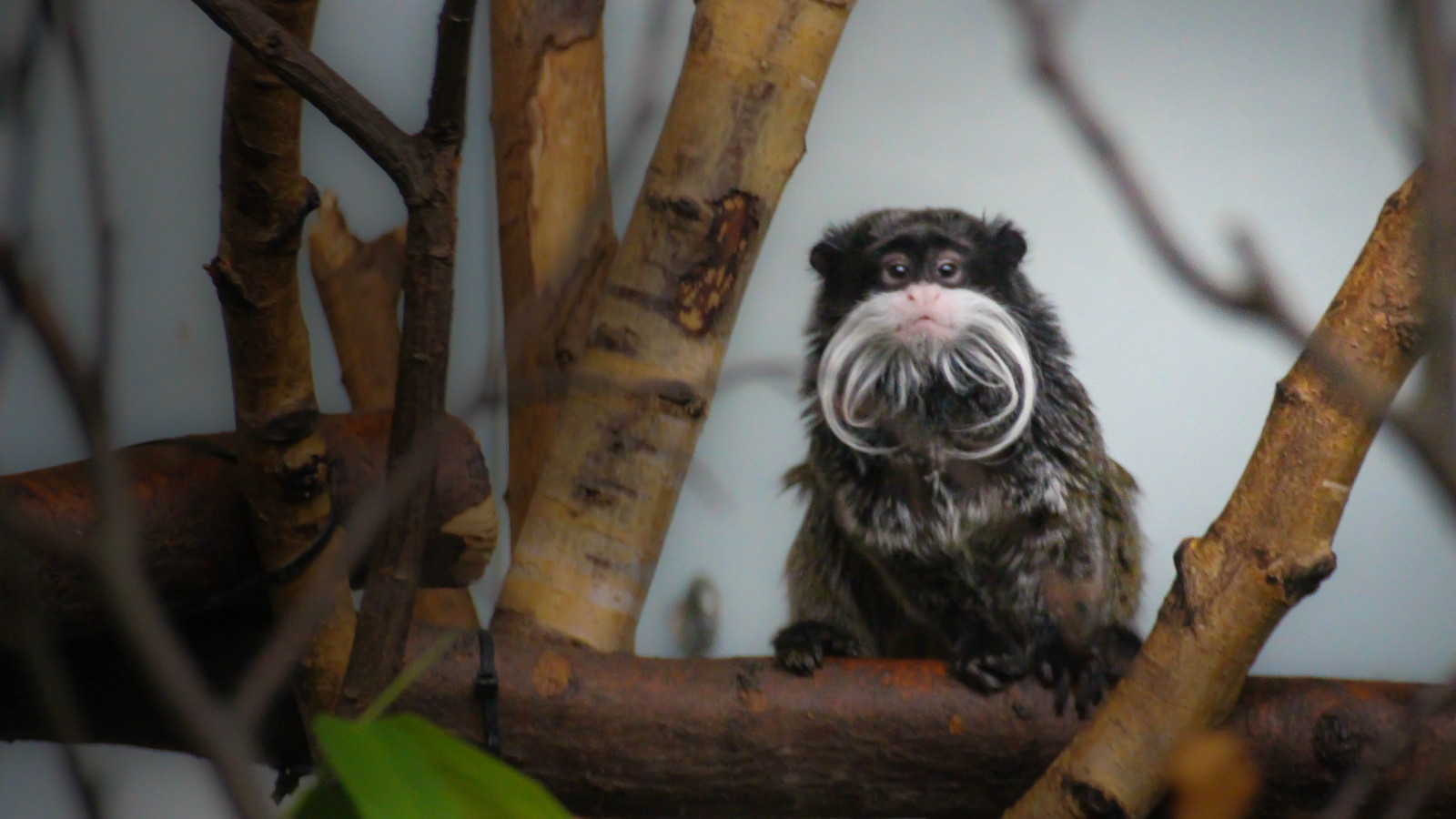větev, Volně žijících živočichů, sova, zoologická zahrada, opice, Dánsko, zobák, Kodaň, pták, Danmark, k penhamn, opice, apa, k penhavn, copenhagenzoo, k penhamnszoo, k penhavnzoo, emperortamarin, saguinusimperator, kejsartamarin, brockwaymonkey, fauna, prohlížení pták, obratlovců