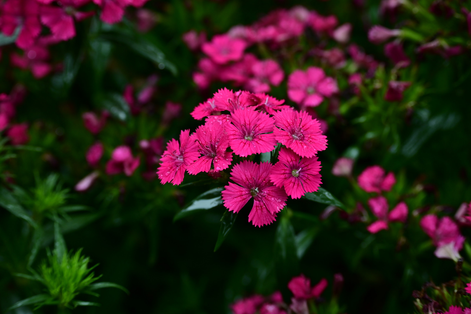 blomst, plante, botanik, naturligt miljø, kronblad, terrestrial plant, lyserød, urteagtig plante, magenta, bunddække, etårig plante, blomstrende plante, græs, tæt på, Halvbusk, Perennial plant, forår, pollen, wildflower, pink familie, Busk, makrofotografering, stængelplante, landskab, wood sorrel family, Storkenæb-ordenen, Impatiens