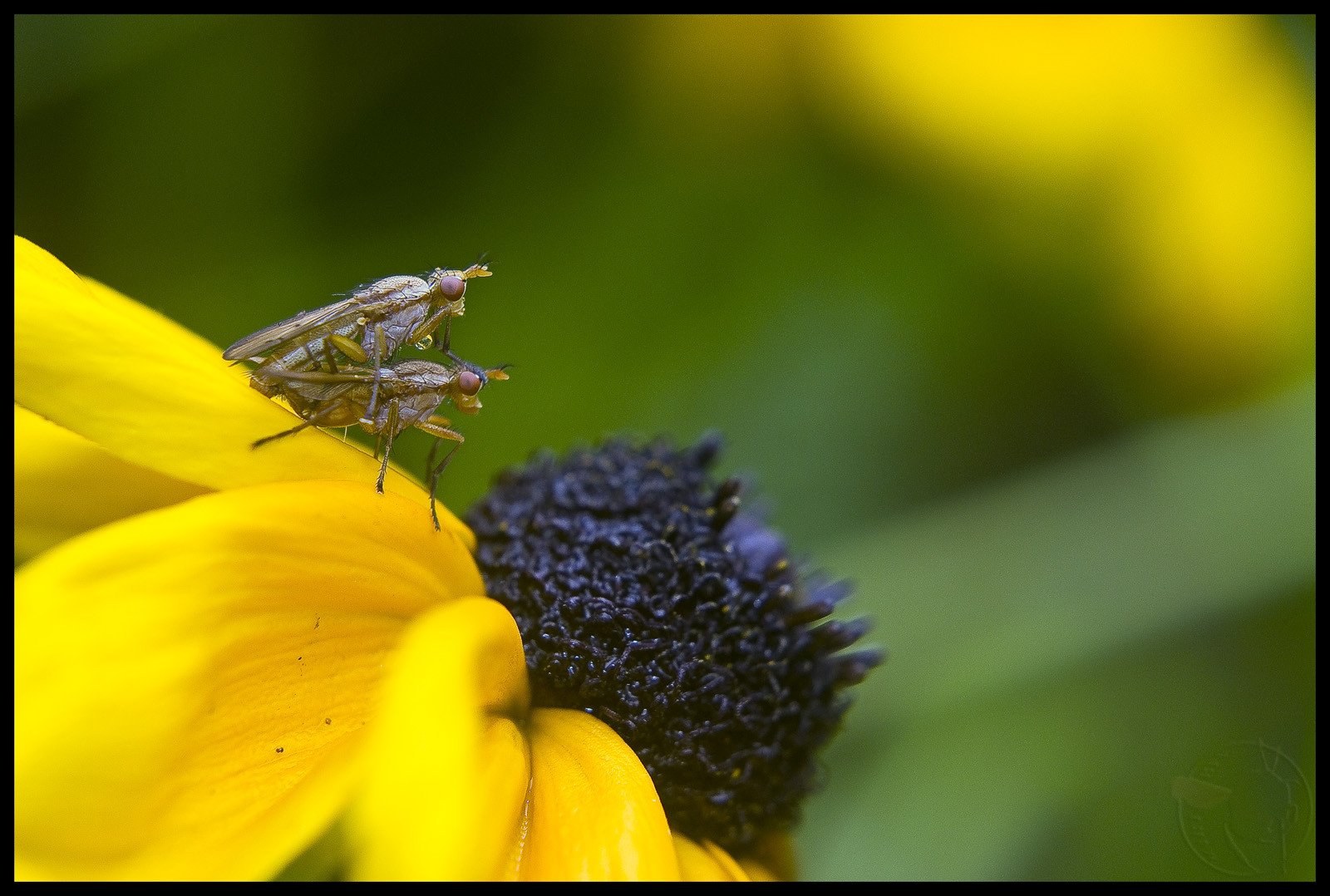 hmyz, žlutý, Kanada, pyl, Quebec, Čmelák, Včela, květ, flóra, okvětní lístek, počítač tapeta, zblízka, makro fotografie, závod stonek, bezobratlý, organismus, membrána okřídlený hmyz, nektar, včelí med, opylovači, Martbee