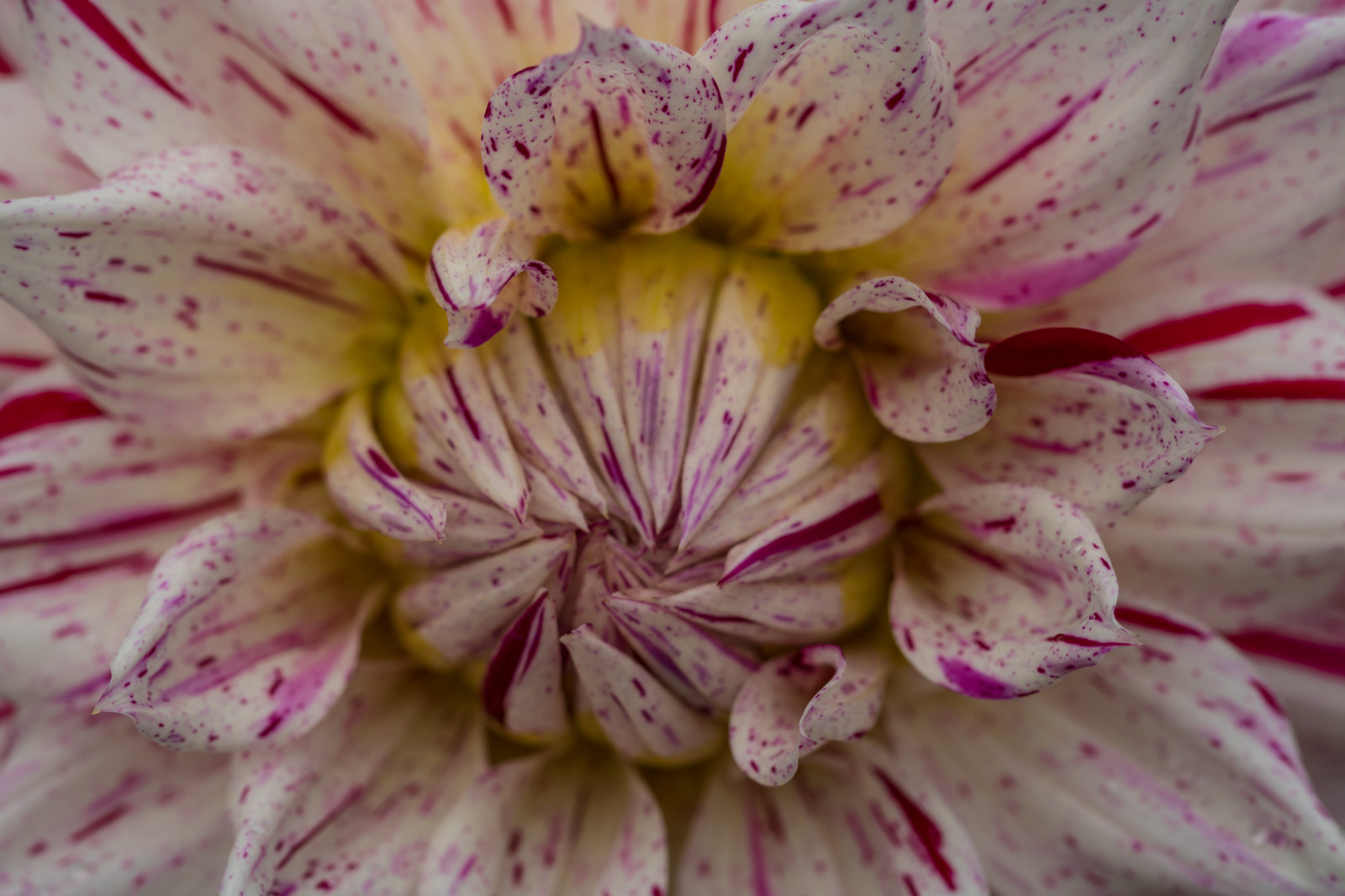 fotografování, makro, květ, růžový, květ, rostlina, lilie, jiřina, flóra, Blomma, makro, katrinetorp, katrinetorpslanderi, okvětní lístek, botanika, suchozemská rostlina, kvetoucí rostlina, zblízka, makro fotografie, peruánský lily, alstroemeriaceae