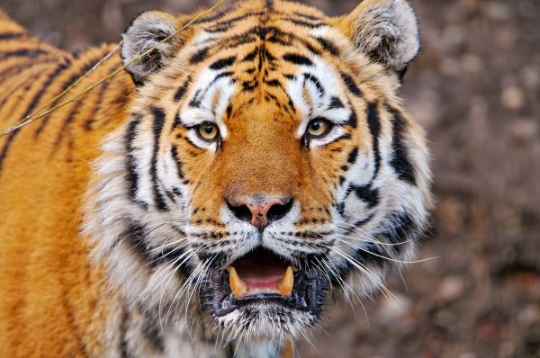 wild, portrait, male, cat, face, Zoo