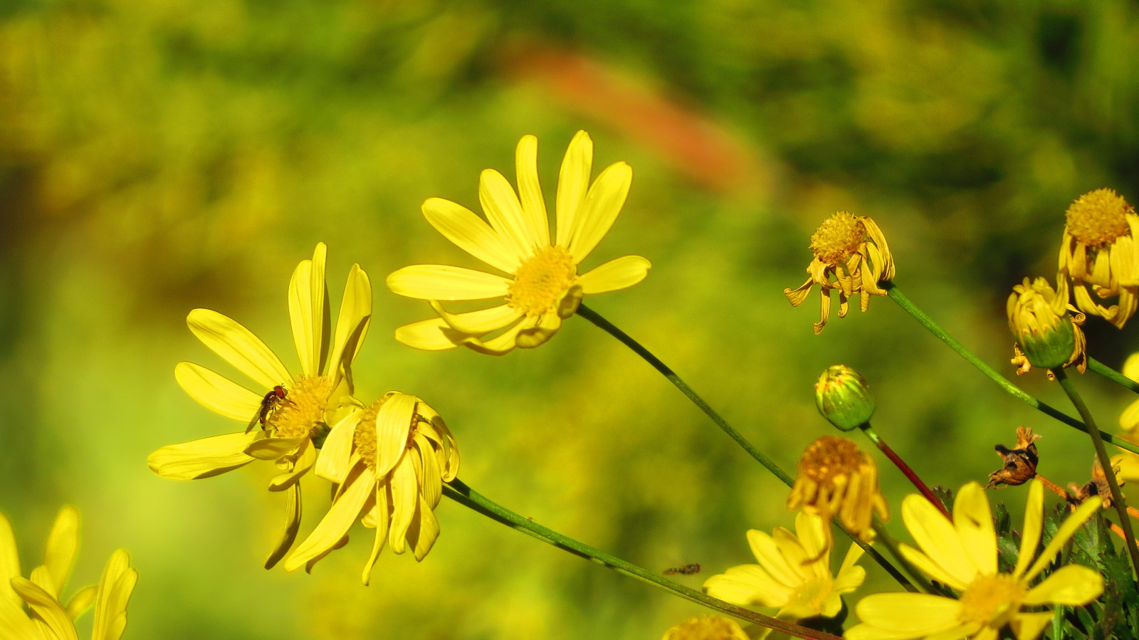slunečnímu záření, květiny, Příroda, žluté květy, žlutý, květ, včely, list, květ, rostlina, flóra, okvětní lístek, louka, divoká rostlina, prérie, vyrobit, botanika, suchozemská rostlina, kvetoucí rostlina, zblízka, makro fotografie, daisy rodina