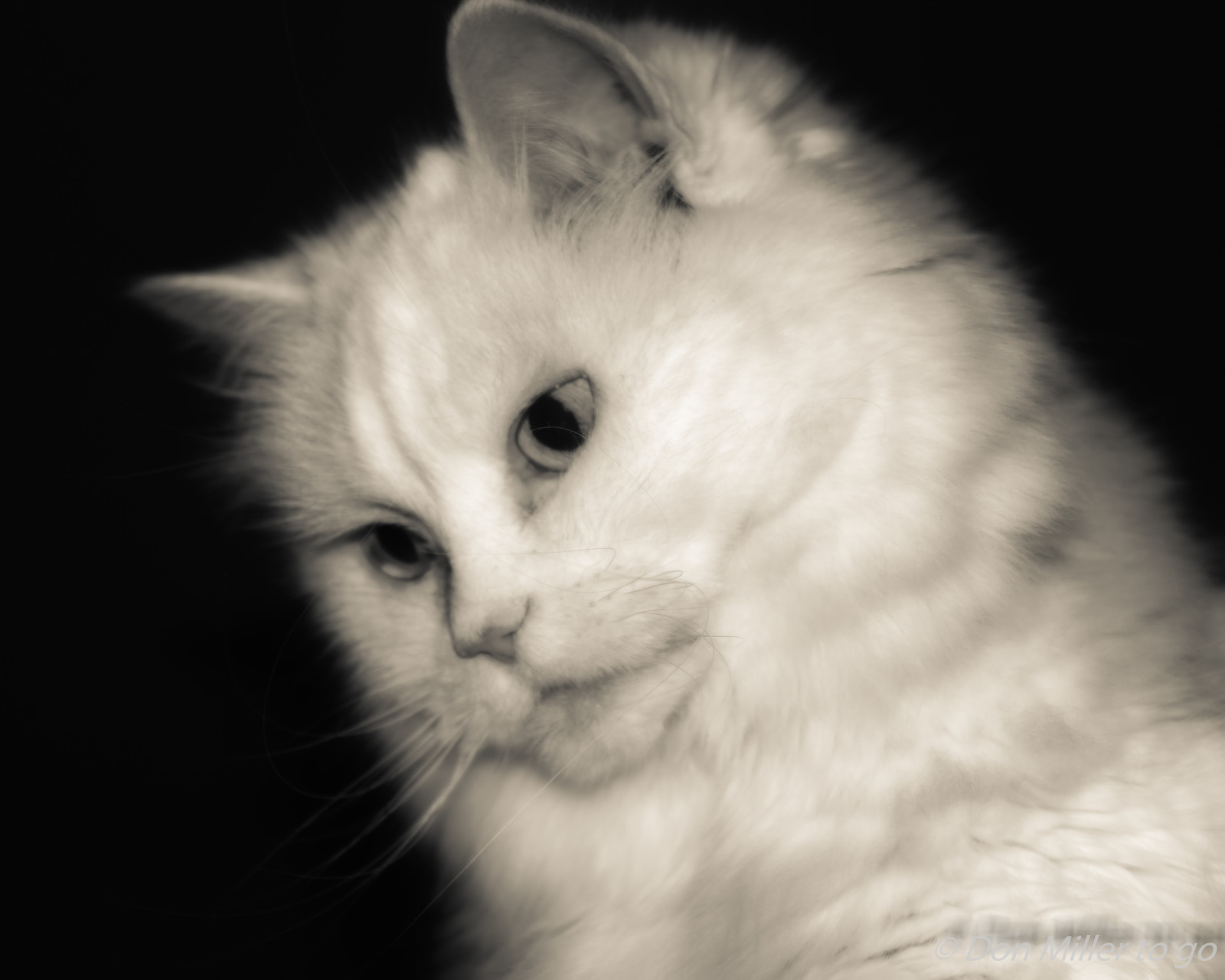 สีขาว, แมว, ขาวดำ, แนวตั้ง, จมูก, เครา, ชาวเปอร์เซีย, bw, ดำขาว, blackandwhitephotography, bphotography, d5500, nik, วันอังคาร, แมว, ลูกแมว, สัตว์เลี้ยงลูกด้วยนม, ดำและขาว, สัตว์มีกระดูกสันหลัง, แมวเหมือนสัตว์เลี้ยงลูกด้วยนม, แมวขนาดเล็กถึงขนาดกลาง, carnivoran, แมวเหมียวในประเทศ, แมวที่มีขนยาวในประเทศ, เบอร์แมน, ragdoll, อังกฤษสั้นยาว, angora ตุรกี