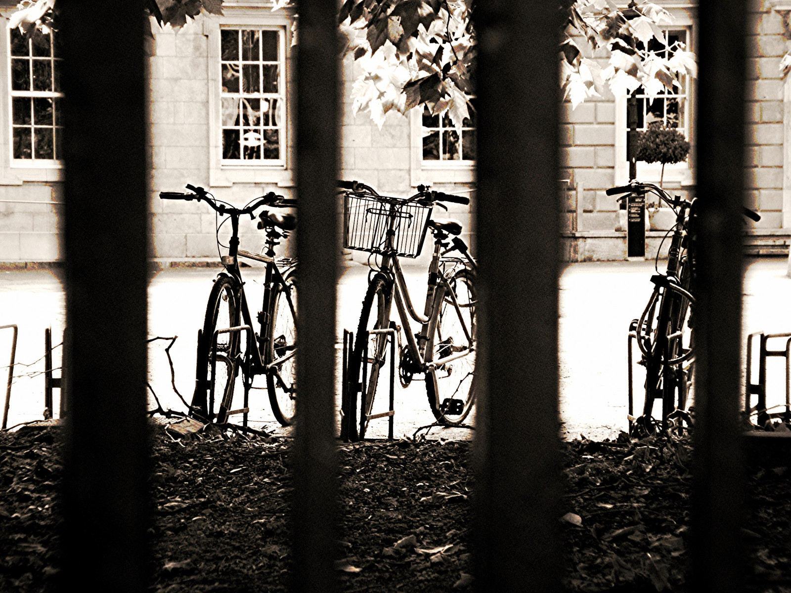 černobílý, sport, okno, město, budova, Dům, doprava, Europa, Velo, strom, rostlina, tělesné, Okna, železo, Finestre, fasáda, evropský, Fenster, irština, foglie, Černý a bílý, monochromatické fotografování, Irlande, irland, parcheggio, Irlanda, dublin2, dabovat, biciclette, gov, irlandese, irlandia, dublino, Sbarre, Dubliner, Europeo, Cestino, Saturazione, Kildarestreet, Stánky, Rastrelliere, Colonnakildarestreetdublin2