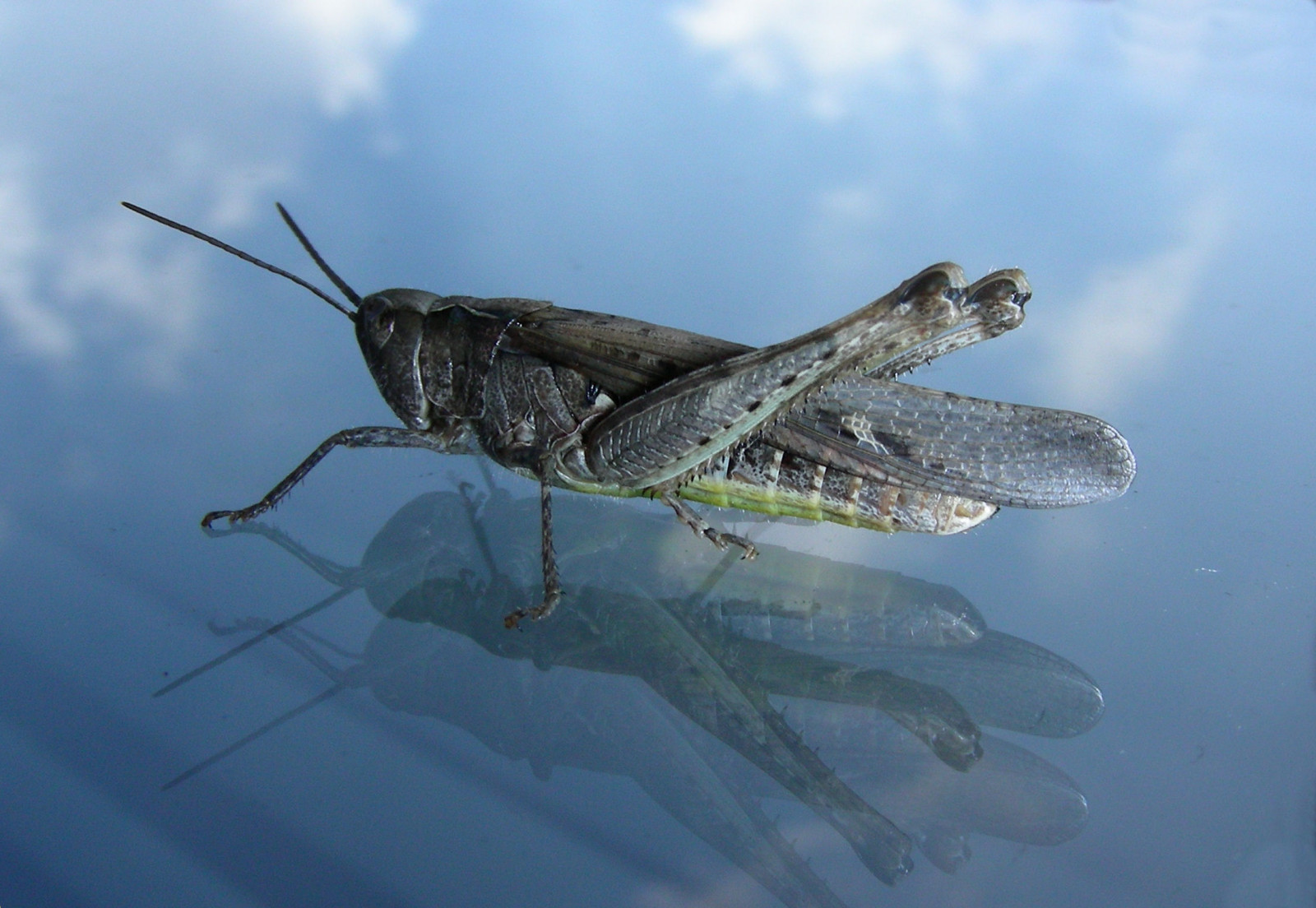 vand, afspejling, himmel, makro, insekt, blå, glas, dyreliv, Holland, græshoppe, Blitz, johannesbrødkernemel, mk, fauna, specanimal, outstandingshots, makrofotografering, hvirvelløse, leddyr, organisme, animalkingdomelite, sprinkhaan, specinsect, cricket ligesom insekt, marrrcelll