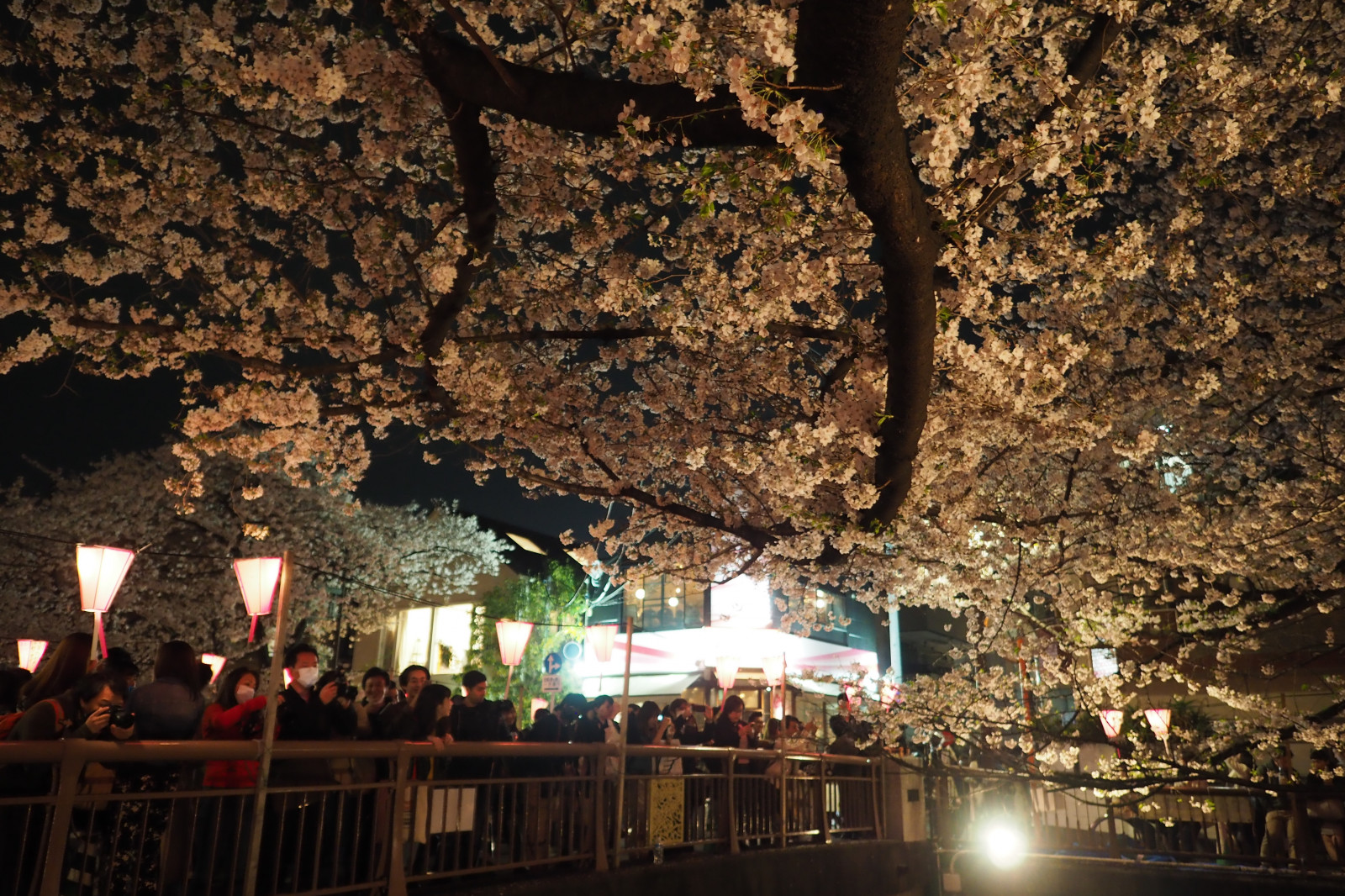 Japonsko, noc, Třešňový květ, Pero, Tokio, Olympus, jp, strom, květ, třešeň, sakura, 12mmf20, mzuiko, penf, ZUIKO, mzuikodigitaled12mmf20, třešňové květy, meouroriver