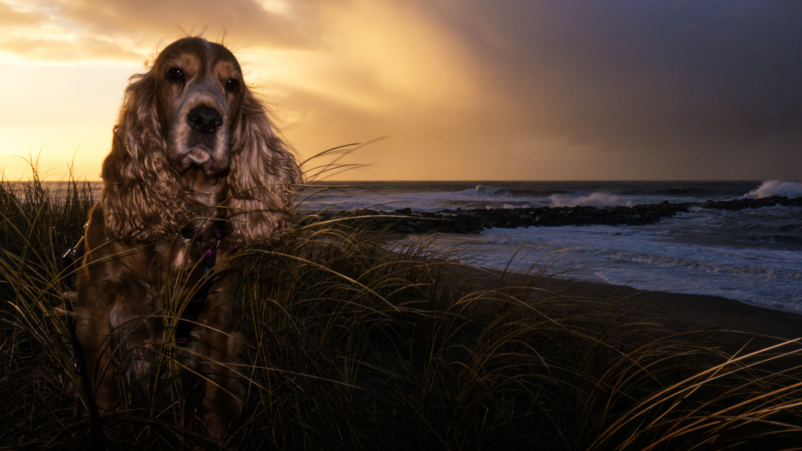 západ slunce, Pes, pláž, Příroda, pramen, krajina, Dánsko, vlny, sonnenuntergang, natur, psík, Landschaft, Dánsko, příval, brandung, thybor n, englischcockerspaniel, derhalbling