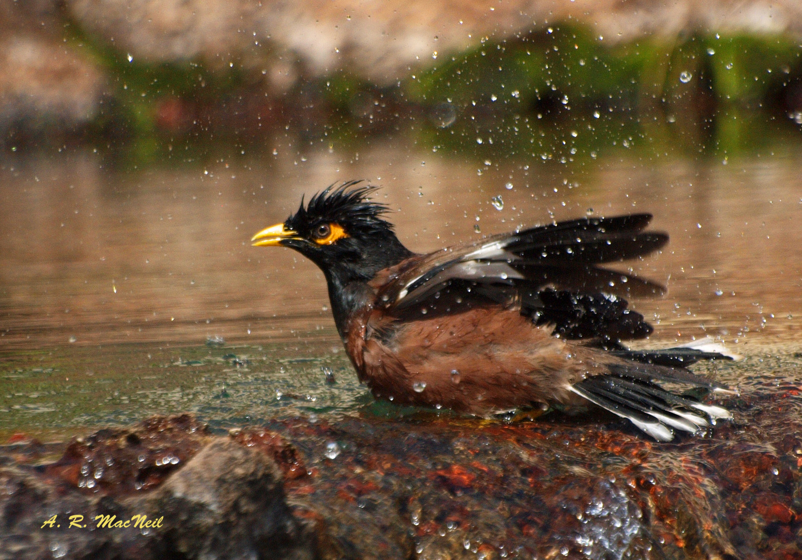 Hintergrundbilder Wasser, Natur, braun, Tierwelt, tropisch, Teich
