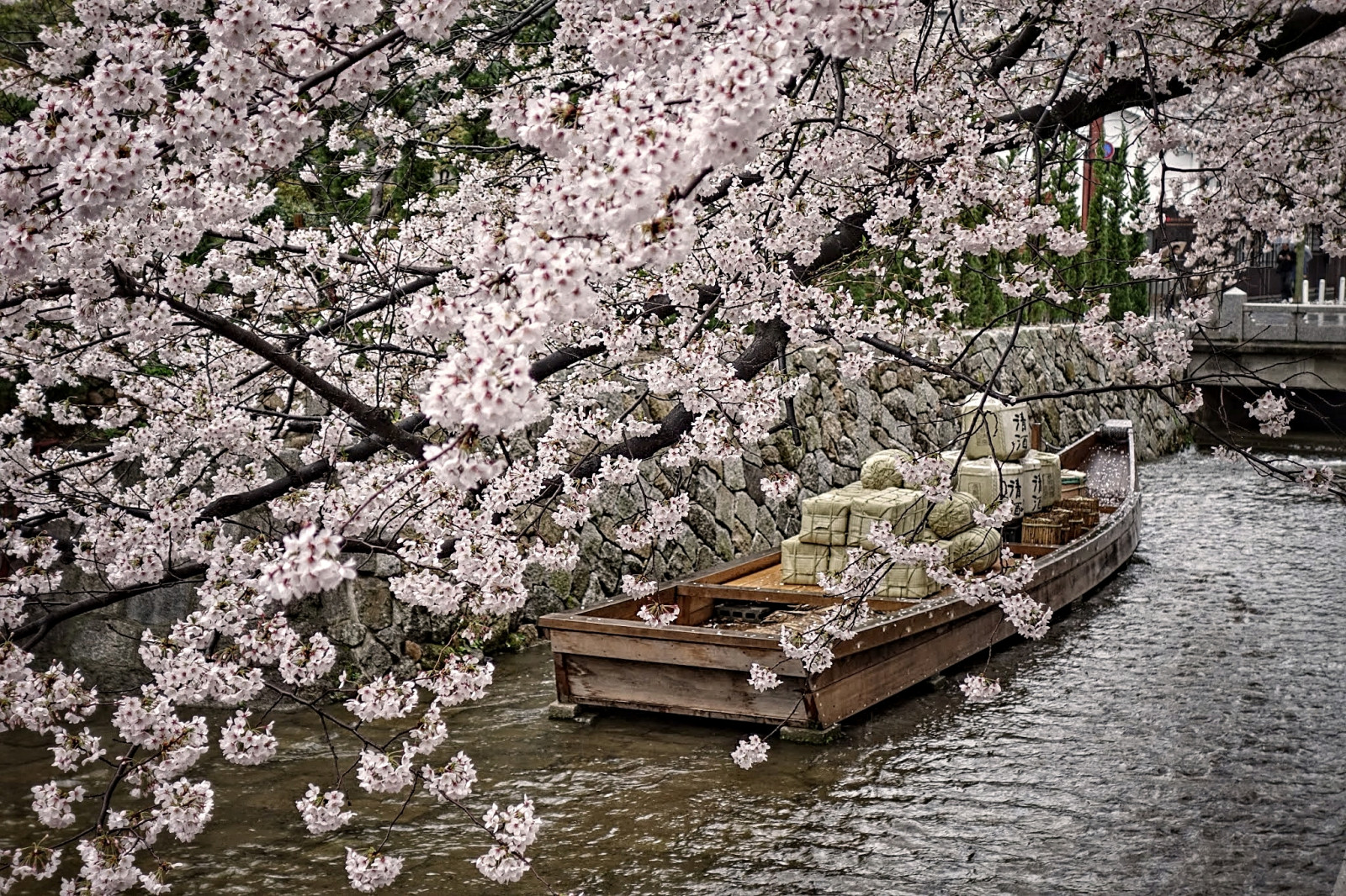 květ, rostlina, Třešňový květ, květ, jaro, strom, voda, větev