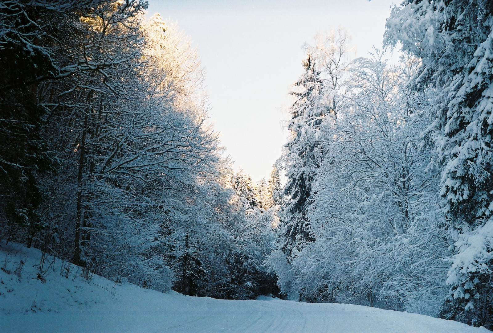 slunečnímu záření, krajina, les, Příroda, nebe, sníh, zima, větev, led, večer, ráno, mráz, atmosféra, jedle, 35MM, zmrazení, Estonsko, 200, světlo, mrak, strom, hora, masiv, analogový, fuji, film, zenitet, Eesti, Superia, zálesí, počítač tapeta, dřevina, zenit, borovice rodina, spruce fir forest