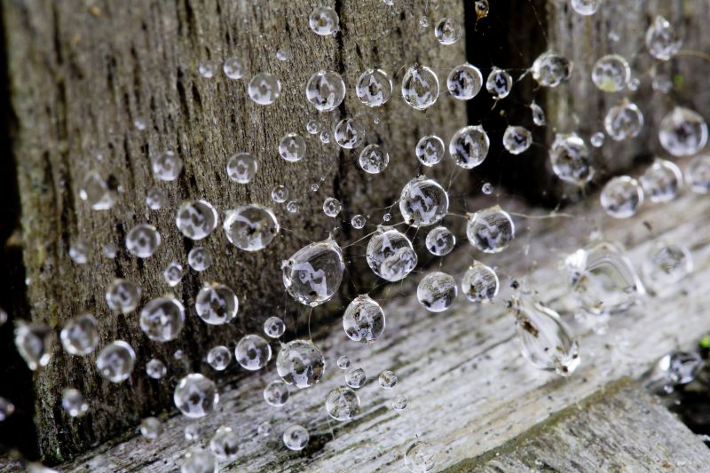 makro,sis,örümcek,Damlacıklar,damla,gün